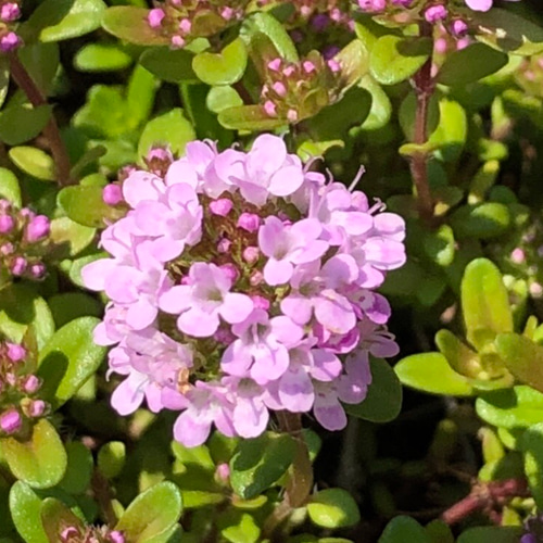 増量】クリーピングタイム 苗 ＊ ハーブ 多肉植物 ちいさな