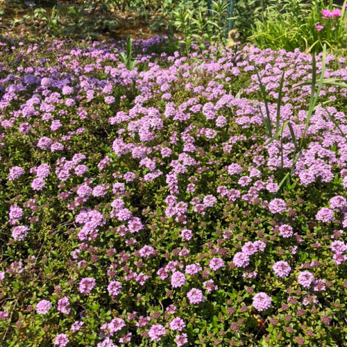 増量】クリーピングタイム 苗 ＊ ハーブ 多肉植物 ちいさな