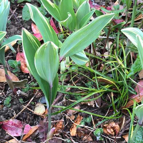 ナルコユリの苗　15株 ナルコユリの苗 15株