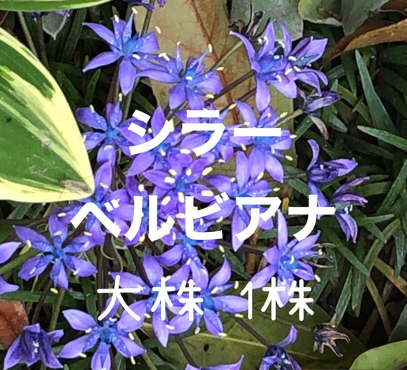 シラー ベルビアナ 花芽付き 大株 苗 1株 ワイルドヒヤシンス