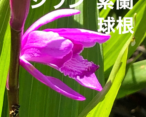 シラン 球根 10球 ＊ 紫蘭 山野草 多年草 多肉植物 ちいさなうさぎ