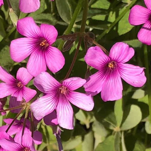 オキザリス ブラジリエンシス 濃いピンク 苗 3株 ＊ ハナカタバミ 多肉