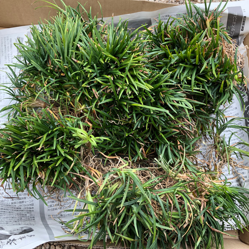 玉竜　リュウノヒゲの仲間　タマリュウ　たまりゅう　2000株 タマリュウ 玉竜 7.5cm ジャノヒゲ リュウノヒゲ グランドカバー