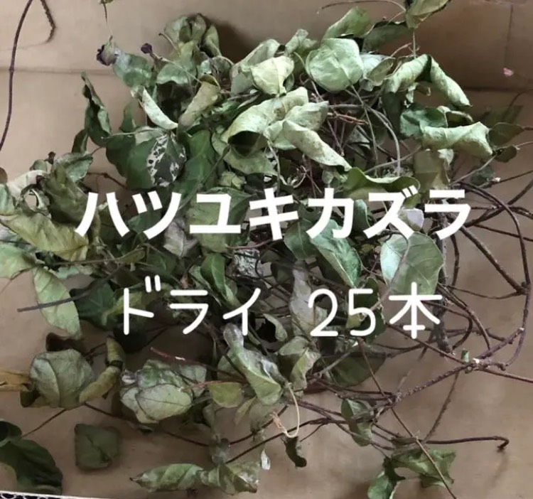 ハツユキカズラ ショートサイズ sum_5 ドライフラワー/ドライリーフ ハツユキカズラ ドライフラワー/ドライリーフ2way - メルカリ