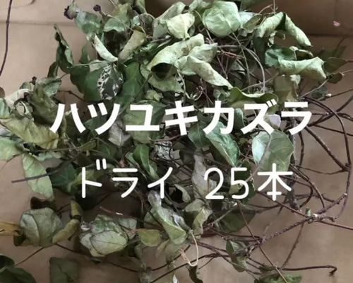 ドライフラワー ハツユキカズラ 初雪葛 25本 その他素材 ちいさな