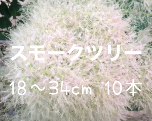 スモークツリー グリーンボール 10本 フレッシュ 多肉植物 ちいさな