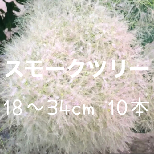 スモークツリー グリーンボール 10本 フレッシュ 多肉植物 ちいさな
