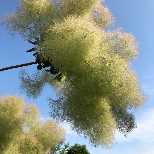 スモークツリー グリーンボール 10本 フレッシュ 多肉植物 ちいさな