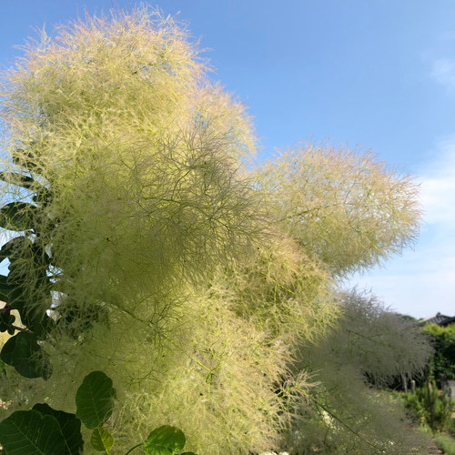 スモークツリー グリーンボール 10本 フレッシュ 多肉植物 ちいさな 