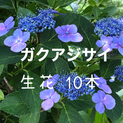 切花　紫陽花　リン　ピカソ　各1本 0_f864138669d82bfd44401cc4dcca