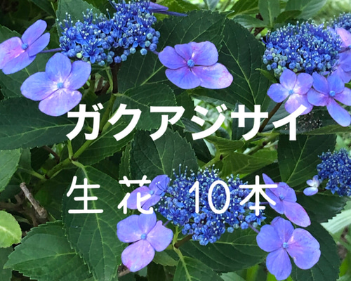 0_f864138669d82bfd44401cc4dcca