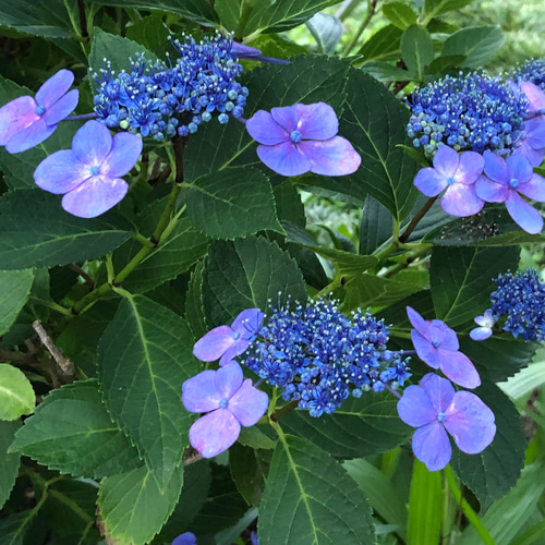 ご予約販売】ガクアジサイ 額紫陽花 四葩 生花 切り花 10本 多肉植物