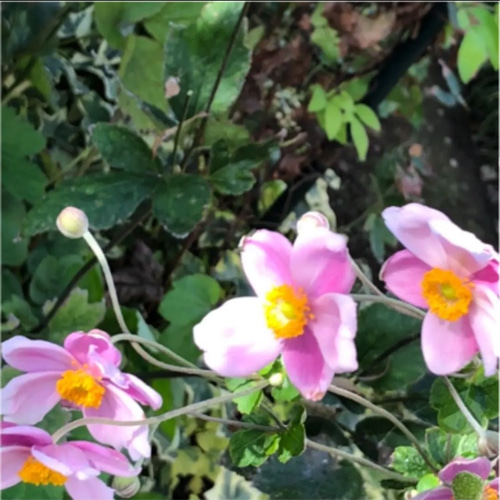 シュウメイギク ピンク 新芽苗 3株 ＊ 山野草 秋明菊 多肉植物