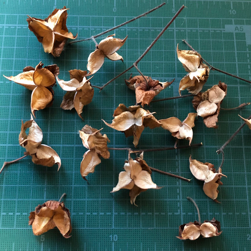 綿の殻 コットンフラワー ナッツ 25個 ドライフラワー 花材 その他素材