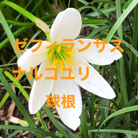 ゼフィランサス 苗 10球根/ナルコユリ 2球根 その他素材 ちいさな