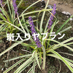 ユッカ グロリオサ＊バリエガータ＊斑入り＊ドライガーデン