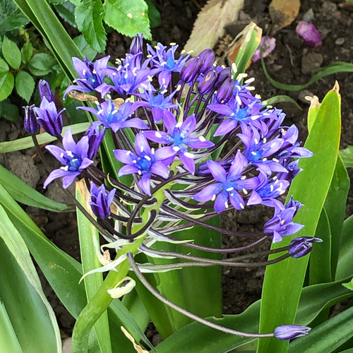 シラー ペルビアナ ワイルドヒヤシンス 新芽付き 苗 3株 多肉