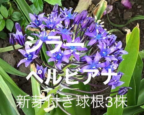 シラー ペルビアナ ワイルドヒヤシンス 新芽付き 苗 3株 多肉植物