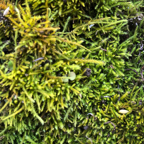 ハイ苔 ＊ ハイゴケ コケ 苔 天然苔 テラリウム 苔玉 素材 その他素材