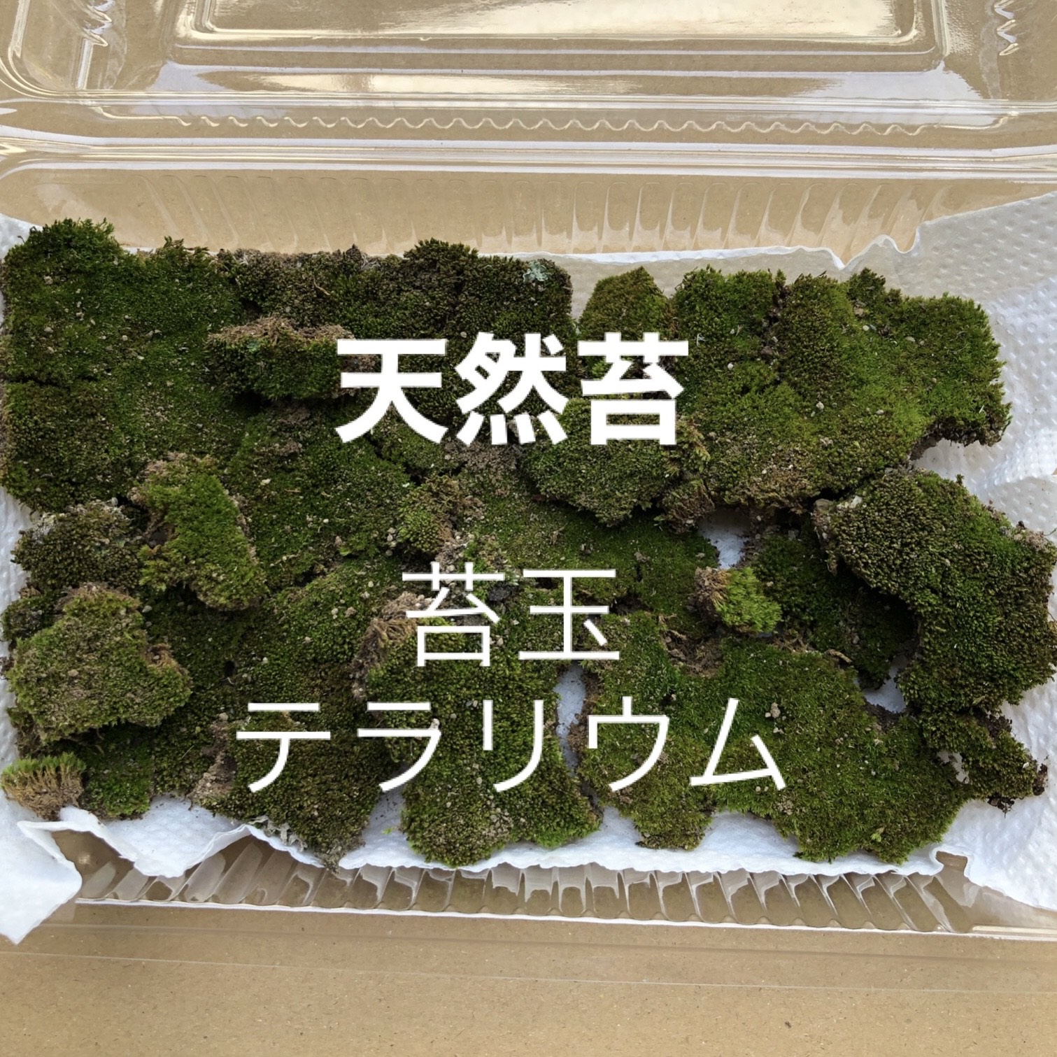 テラリウム 40cm 様 完成品