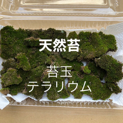 水晶入りアーシングポットキット（苔タイプ） その他素材 otu-shop