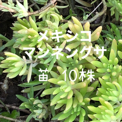 大量増えすぎ特別価格】多肉植物セダム 桜色カリシア200カット【育成