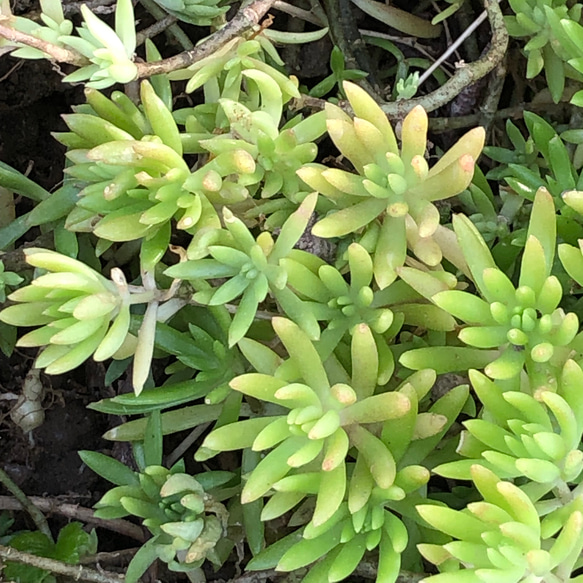 セダム メキシコマンネングサ 苗 10株 ＊ ゴールドビューティー 万年草 多肉植物 4枚目の画像