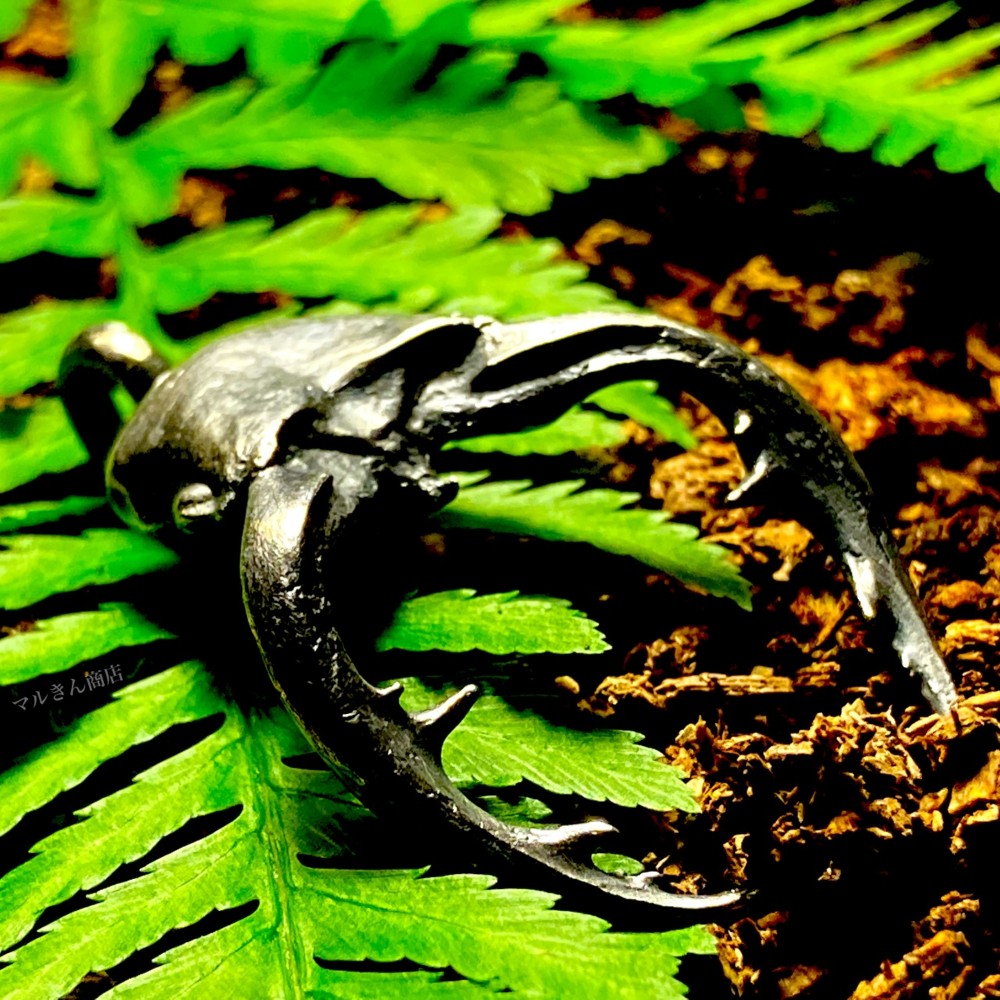 アマミノコギリクワガタ リアルヘッド B (品切れ中のため受注製作になります)