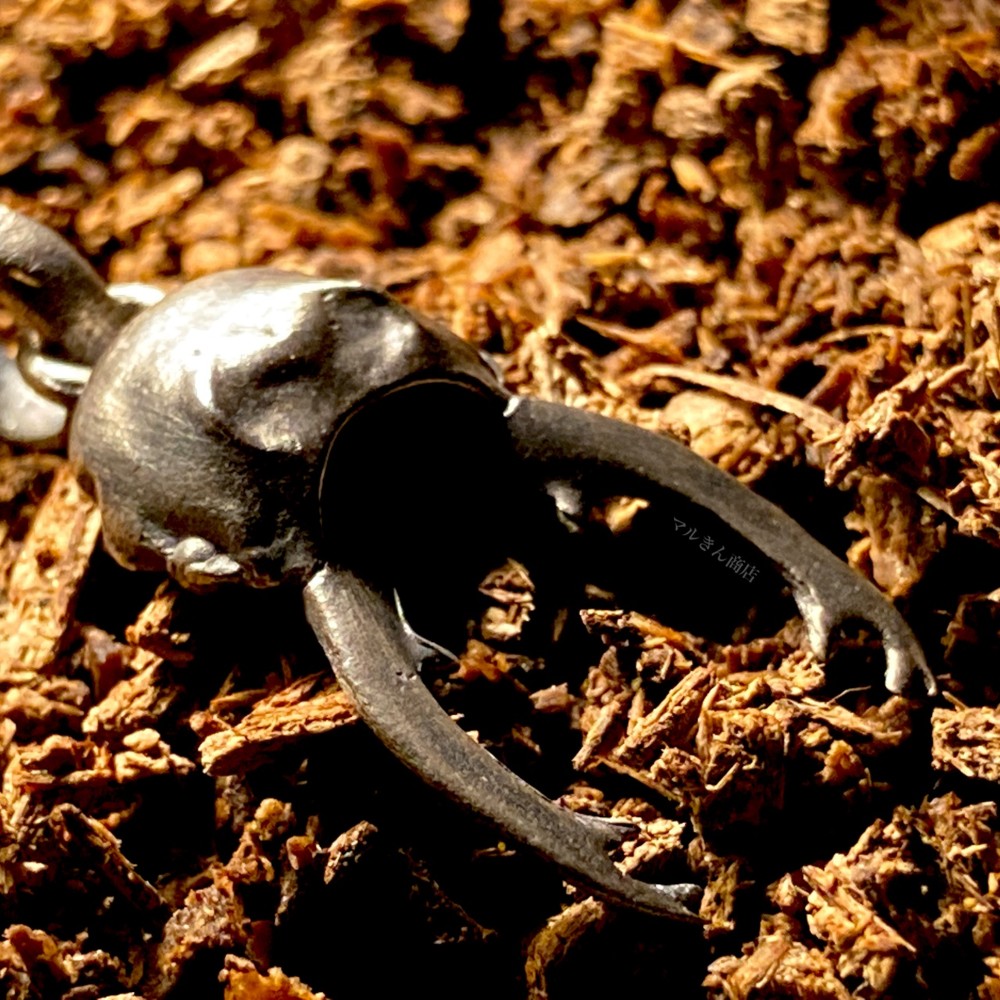 オキピタリスノコギリクワガタ リアルヘッド (品切れ中のため受注製作になります)