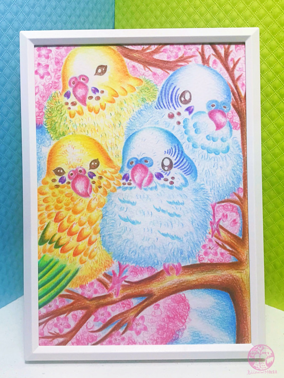 ｜鳥主人手繪｜ 賞櫻花的虎皮鸚鵡們 鸚鵡 色鉛筆 寵物 鳥 手繪 居家裝飾 櫻花 第1張的照片