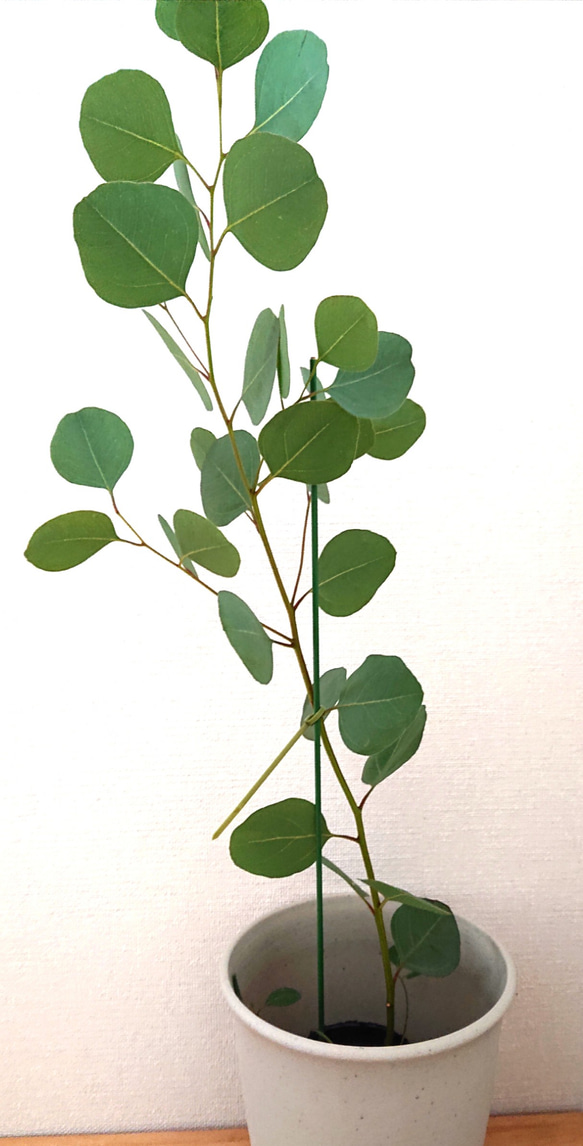 160cm前後数量*ユーカリ ポポラス ユーカリポポラス苗 数量限定