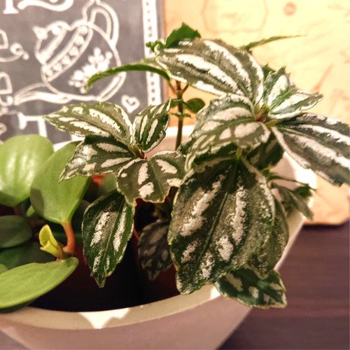 ☘️空気清浄効果☘️ミニ観葉植物セット☘️ ☘️☘️『ペペロミア