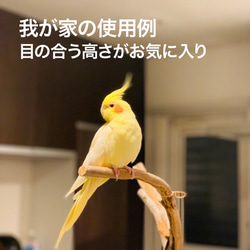 【流木の止まり木】小鳥 バードスタンド 中型インコに！おもちゃをつけてカスタマイズも！ 10枚目の画像