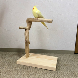 【流木の止まり木】小鳥 バードスタンド 中型インコに！おもちゃをつけてカスタマイズも！ 1枚目の画像