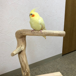 【流木の止まり木】小鳥 バードスタンド 中型インコに！おもちゃをつけてカスタマイズも！ 2枚目の画像