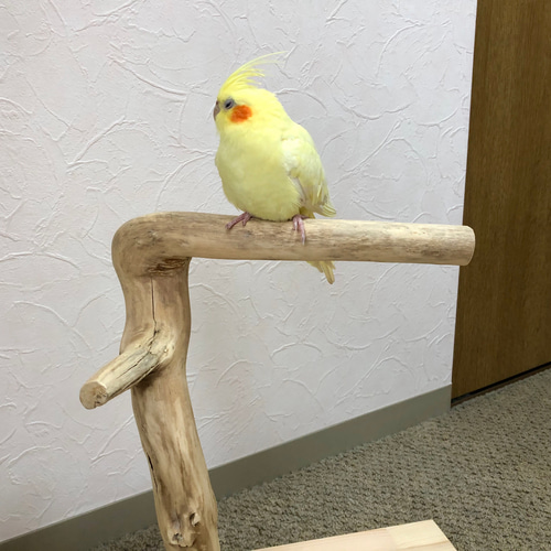 鳥さんのおしめ スタンダード | 鳥さんのおしめを作る会 【中型鳥さん
