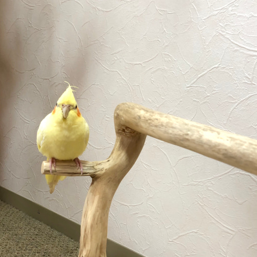【小鳥〜中型鳥さん用】眺めのいい♬ゆったりバードスタンド 中型鳥用】螺旋状♪ビビリさんにもすぃすぃ登れるバードスタンド