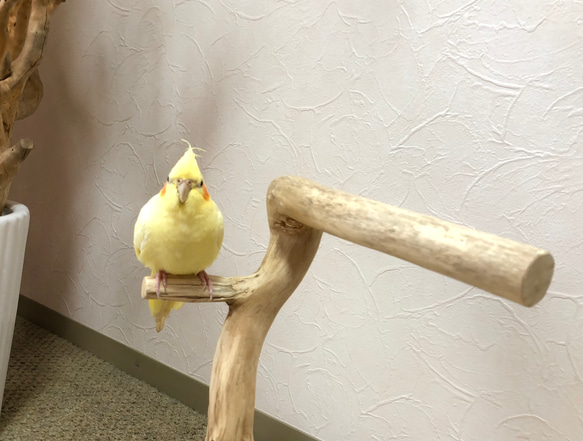 【流木の止まり木】小鳥 バードスタンド 中型インコに！おもちゃをつけてカスタマイズも！ 3枚目の画像