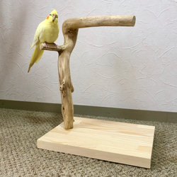 【流木の止まり木】小鳥 バードスタンド 中型インコに！おもちゃをつけてカスタマイズも！ 4枚目の画像