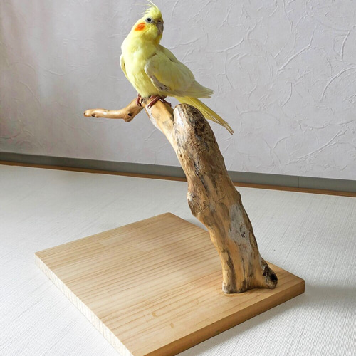 【中型鳥さん用】オカメさんにぴったりな♡バードスタンド 中型鳥さん用】オカメさんにぴったりな♡バードスタンド