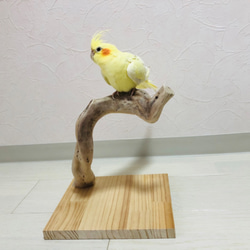 【流木の卓上止まり木】小鳥 バードスタンド 小型、中型インコに！コンパクトな卓上タイプ 3枚目の画像