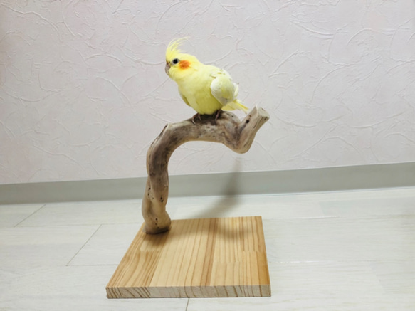 【流木の卓上止まり木】小鳥 バードスタンド 小型、中型インコに！コンパクトな卓上タイプ 3枚目の画像