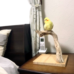 【流木の卓上止まり木】小鳥 バードスタンド 小型、中型インコに！コンパクトな卓上タイプ 6枚目の画像