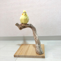 【流木の卓上止まり木】小鳥 バードスタンド 小型、中型インコに！コンパクトな卓上タイプ 9枚目の画像