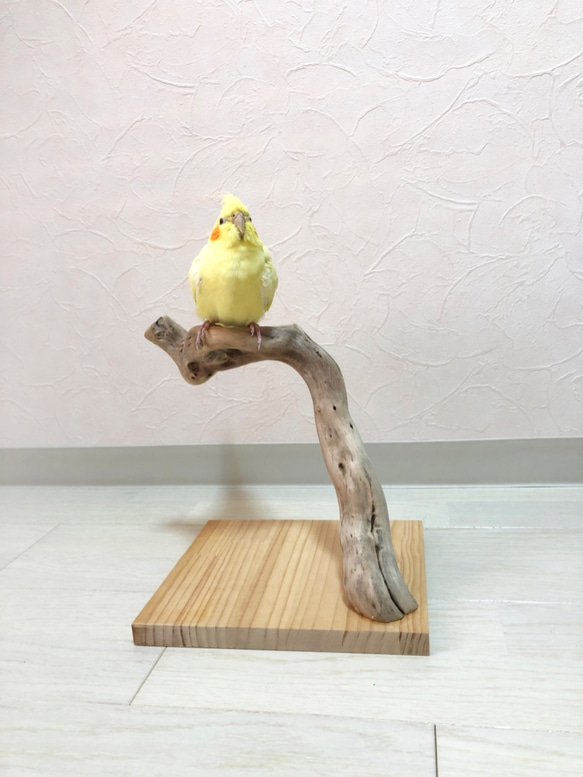 【流木の卓上止まり木】小鳥 バードスタンド 小型、中型インコに！コンパクトな卓上タイプ 9枚目の画像