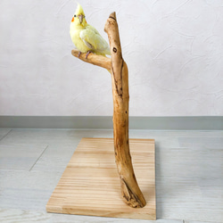 【流木の止まり木】小鳥 バードスタンド 小型、中型インコに！程よい高さと太さ！ 5枚目の画像