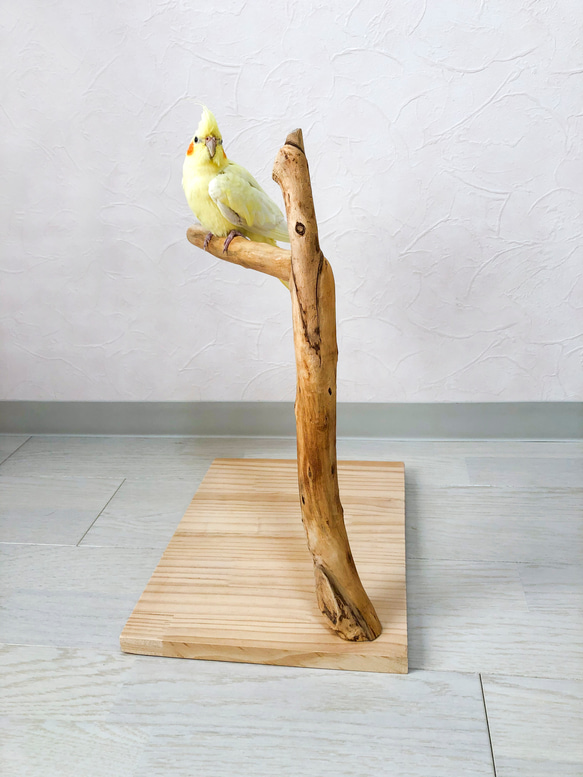 【流木の止まり木】小鳥 バードスタンド 小型、中型インコに！程よい高さと太さ！ 5枚目の画像