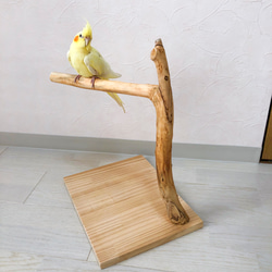 【流木の止まり木】小鳥 バードスタンド 小型、中型インコに！程よい高さと太さ！ 6枚目の画像