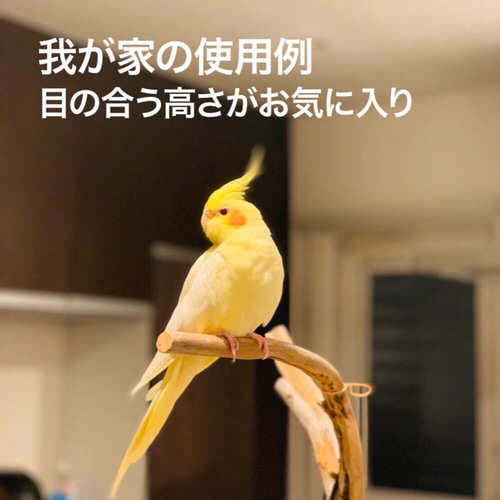 流木の止まり木】小鳥 バードスタンド 小型、中型インコに