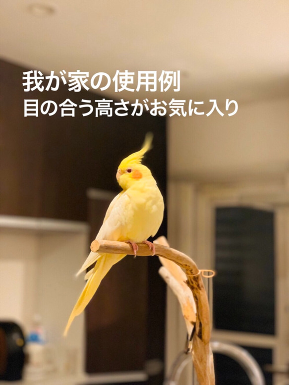 【流木の止まり木】小鳥 バードスタンド 小型、中型インコに！程よい高さと太さ！ 9枚目の画像